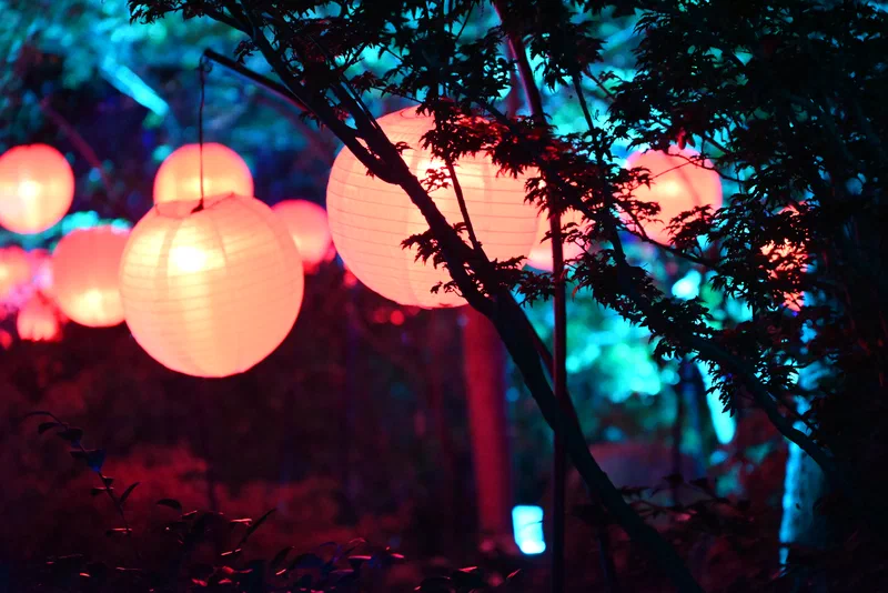 Enchanted Forest of Light